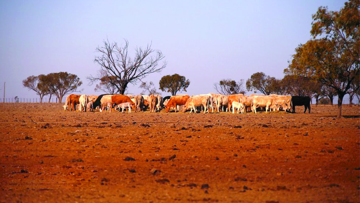 ولاية «نيو ساوث ويلز»

الأسترالية تعاني من الجفاف