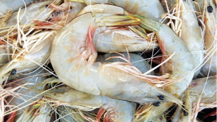 Shrimp season starts in Oman