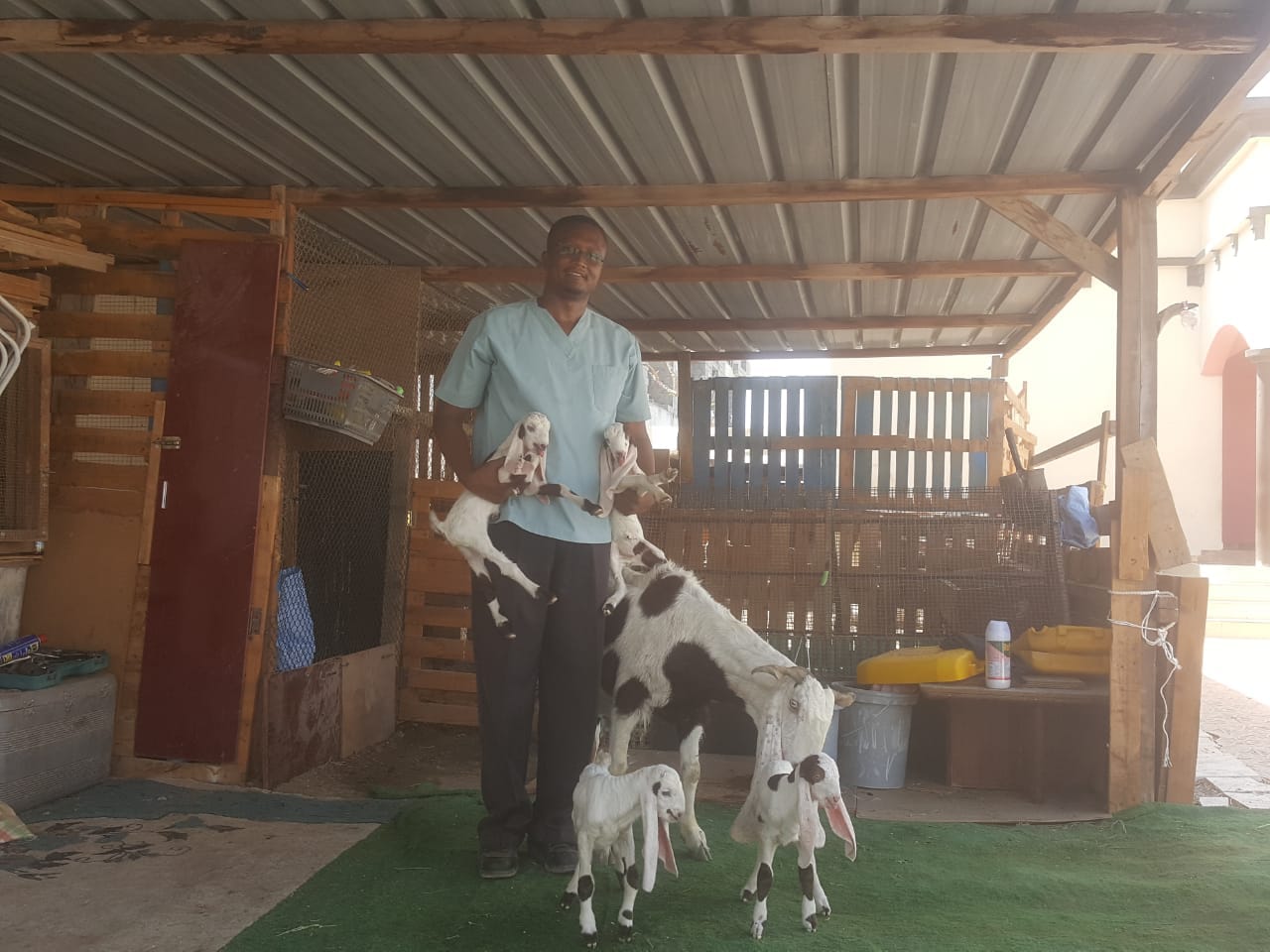 هذه أغرب حالة ولادة لماعز في السلطنة.. تعرف عليها