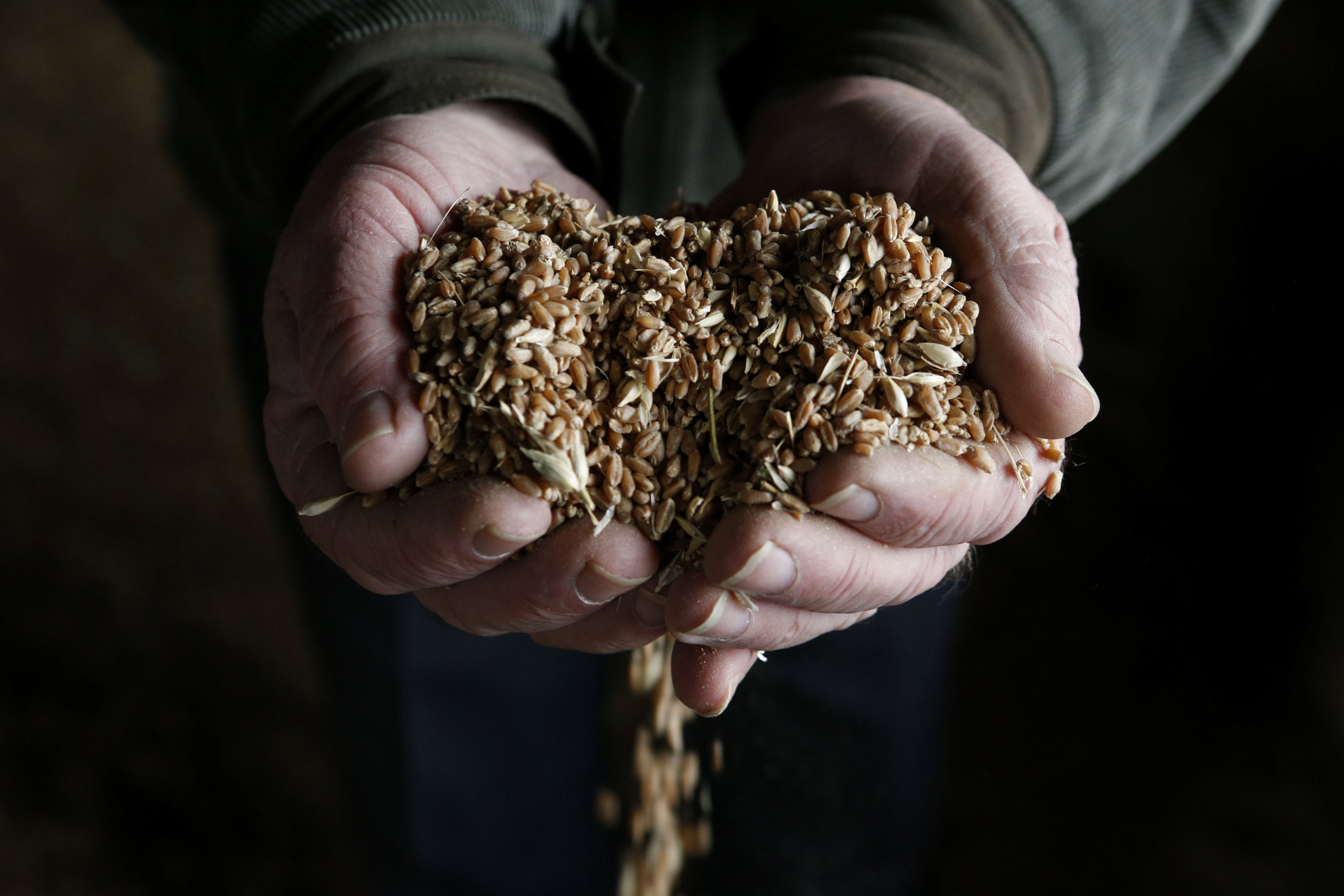 Tougher quality checks, stronger rouble slow Russian grain exports
