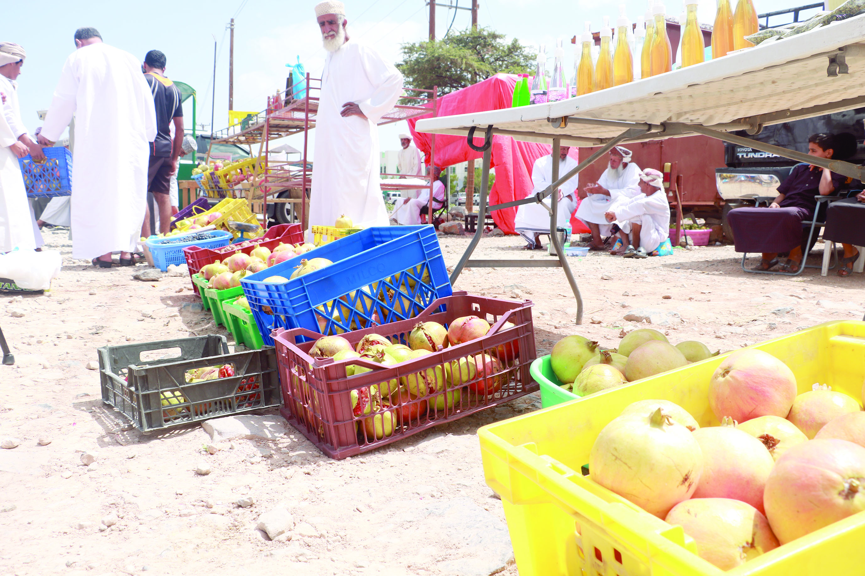 مزارعو الرمان في الجبل الأخضر بحاجة لدعم