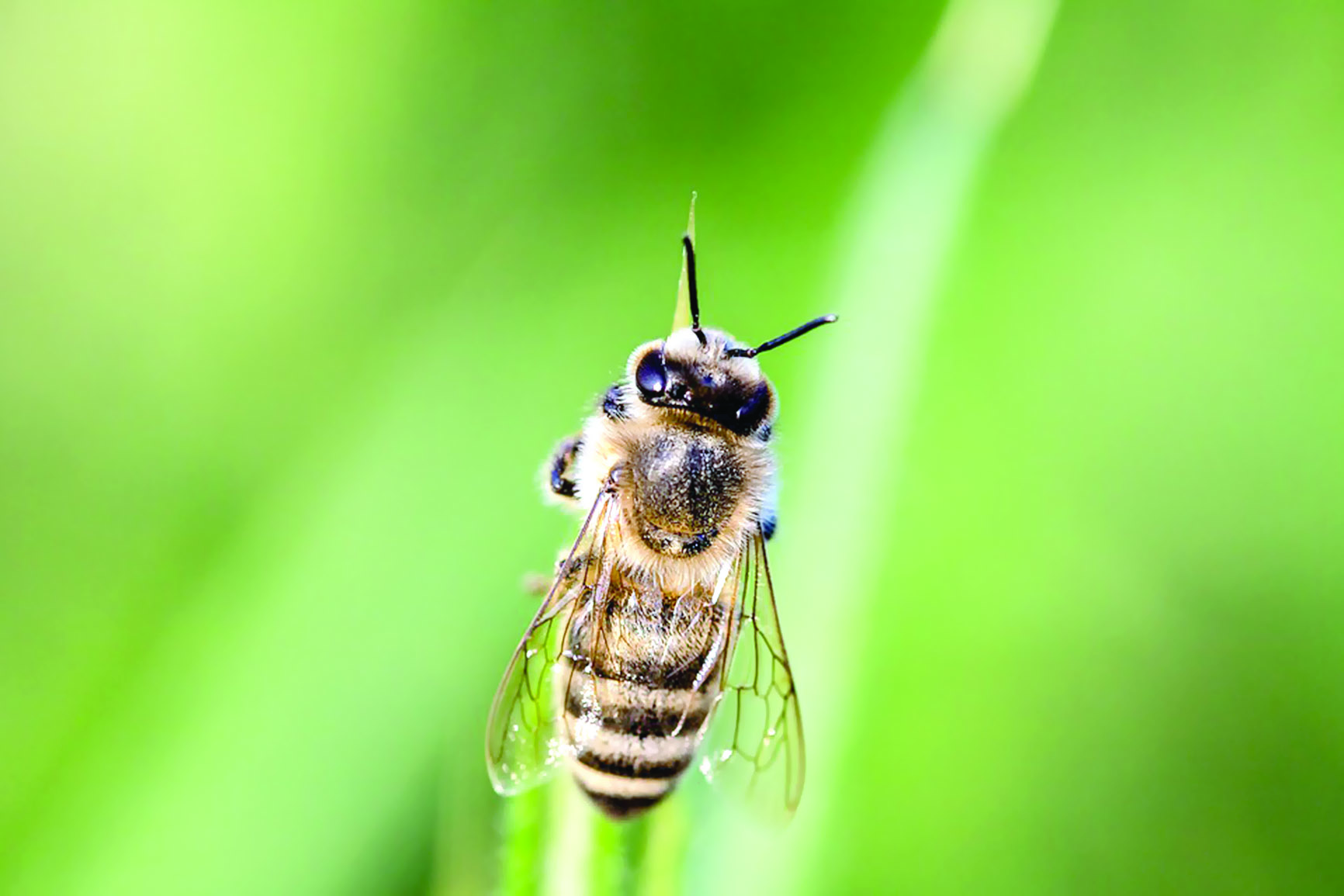 سم النحل

أحدث طريقة فعالة لعلاج الأكزيما