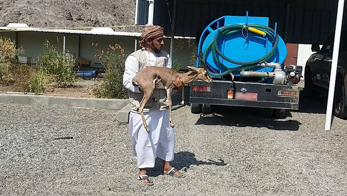Arabian gazelle released into the wild after treatment in Oman