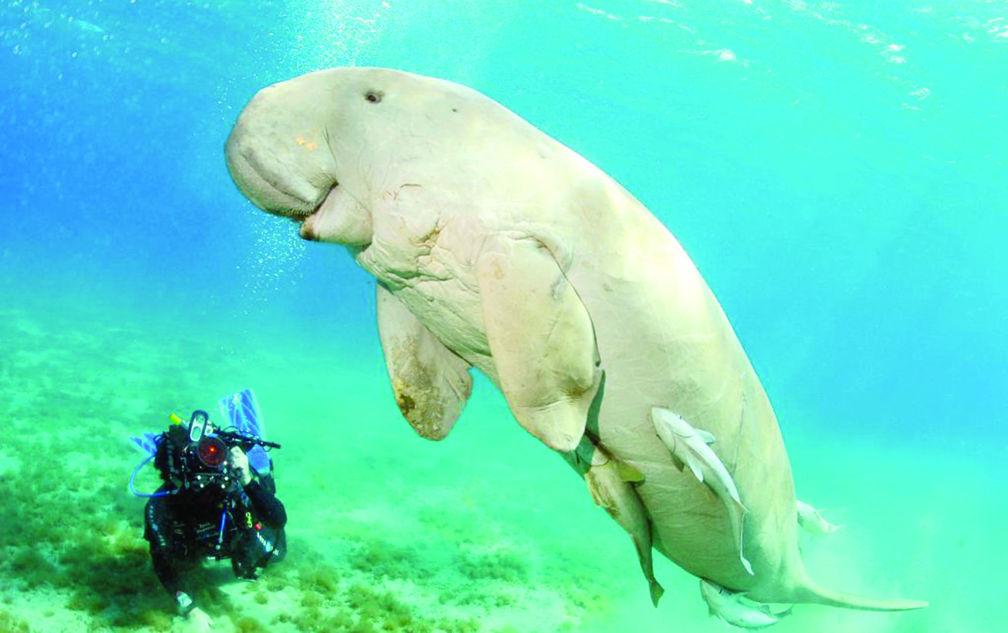 اكتشاف حيوان بحري غير عادي بالمحيط الجنوبي