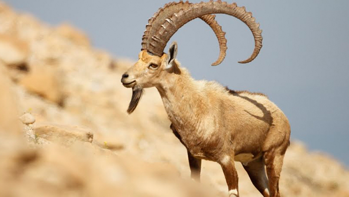 Raising awareness on Oman's wildlife