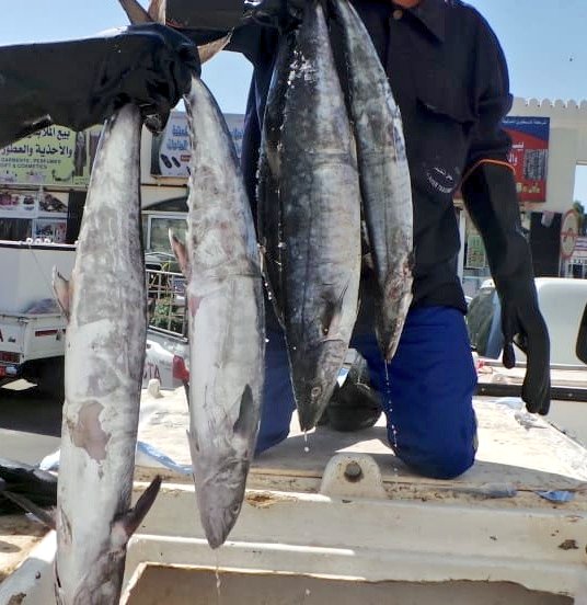 ضبط 15 عاملا وافدا مخالفا ومصادرة 800 كغم من أسماك الكنعد
