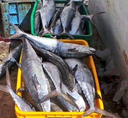 15 expat fishermen arrested in Oman
