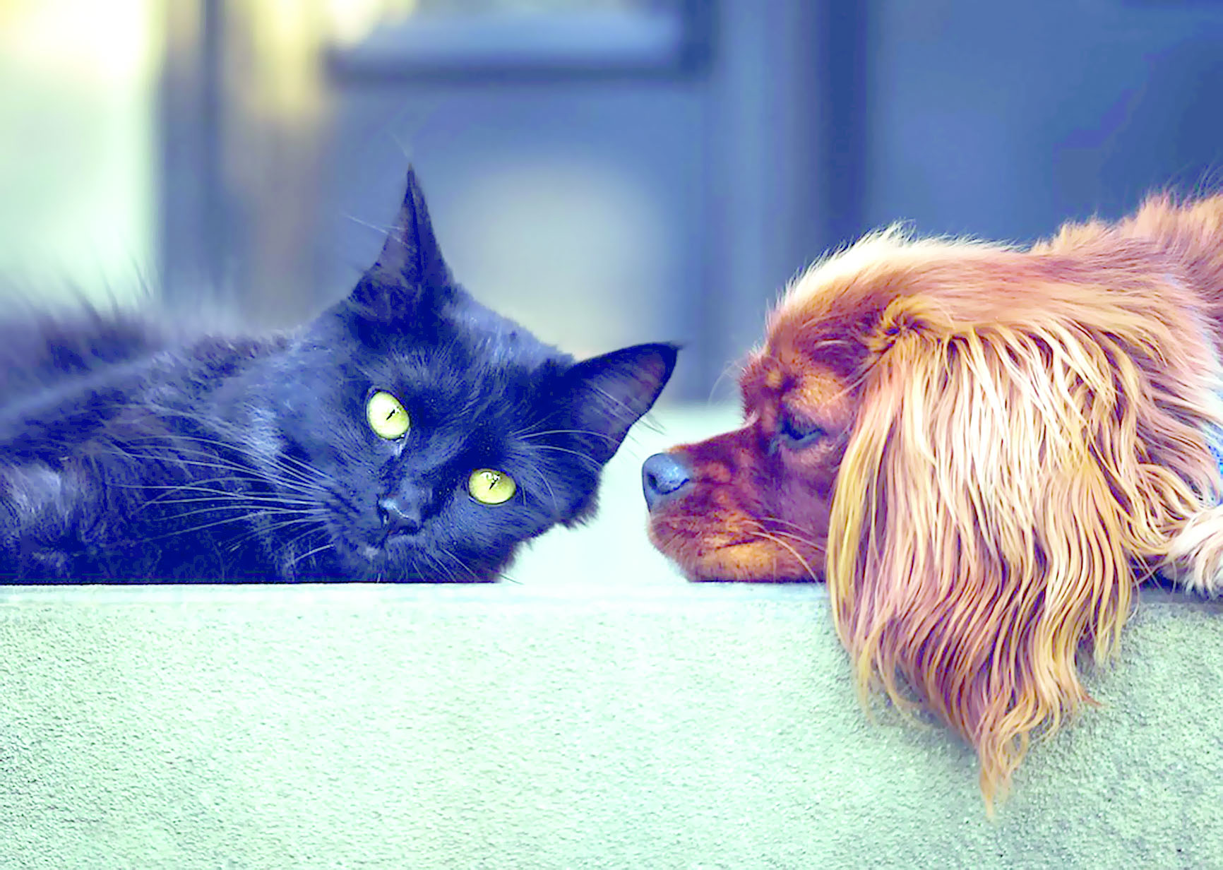 تربية الحيوانـات
متعة وفوائد تستوجب الحذر