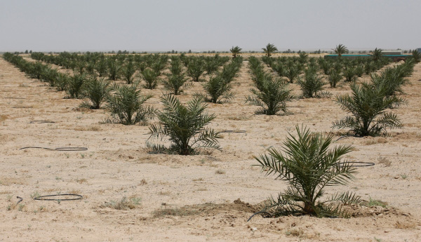 Govt plants 300,000 date palms to boost food security in Oman