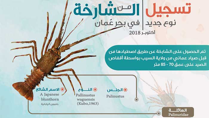 New species of lobster registered in Oman