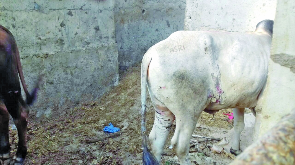 مرضان يسببان نفوق الأبقار في ظفار.. و"الزراعة" تتدخل