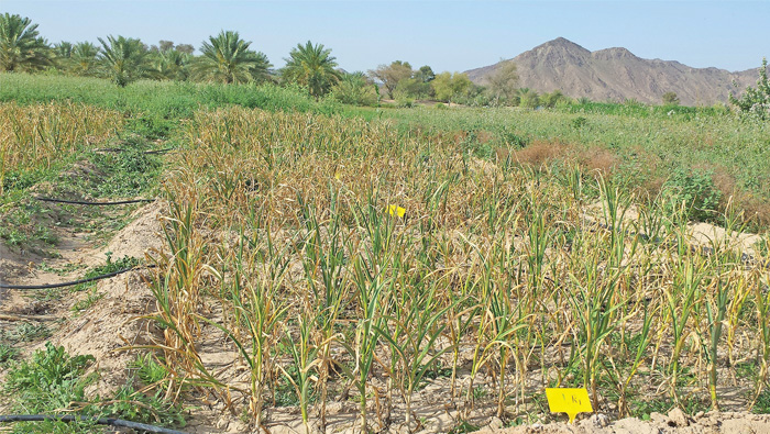 Government working to arrest decline in available farm land in Oman