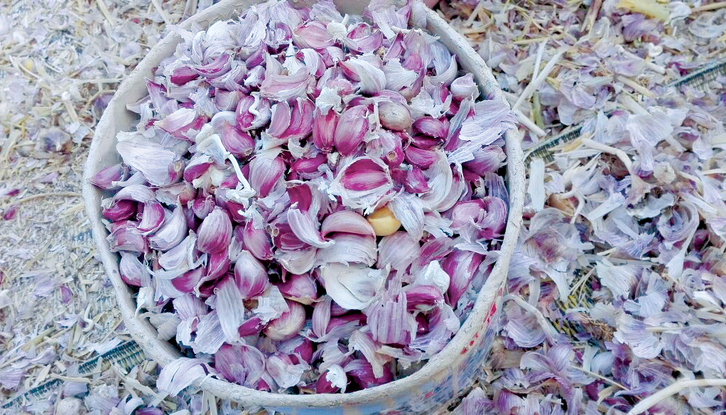 Garlic cultivation season begins in Al Hamra