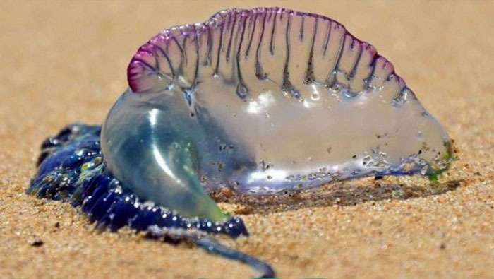 Ministry issues advisory on Portuguese man o' war in Oman