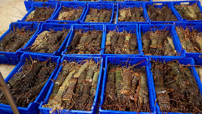 Over 200 kg of crayfish seized in Oman
