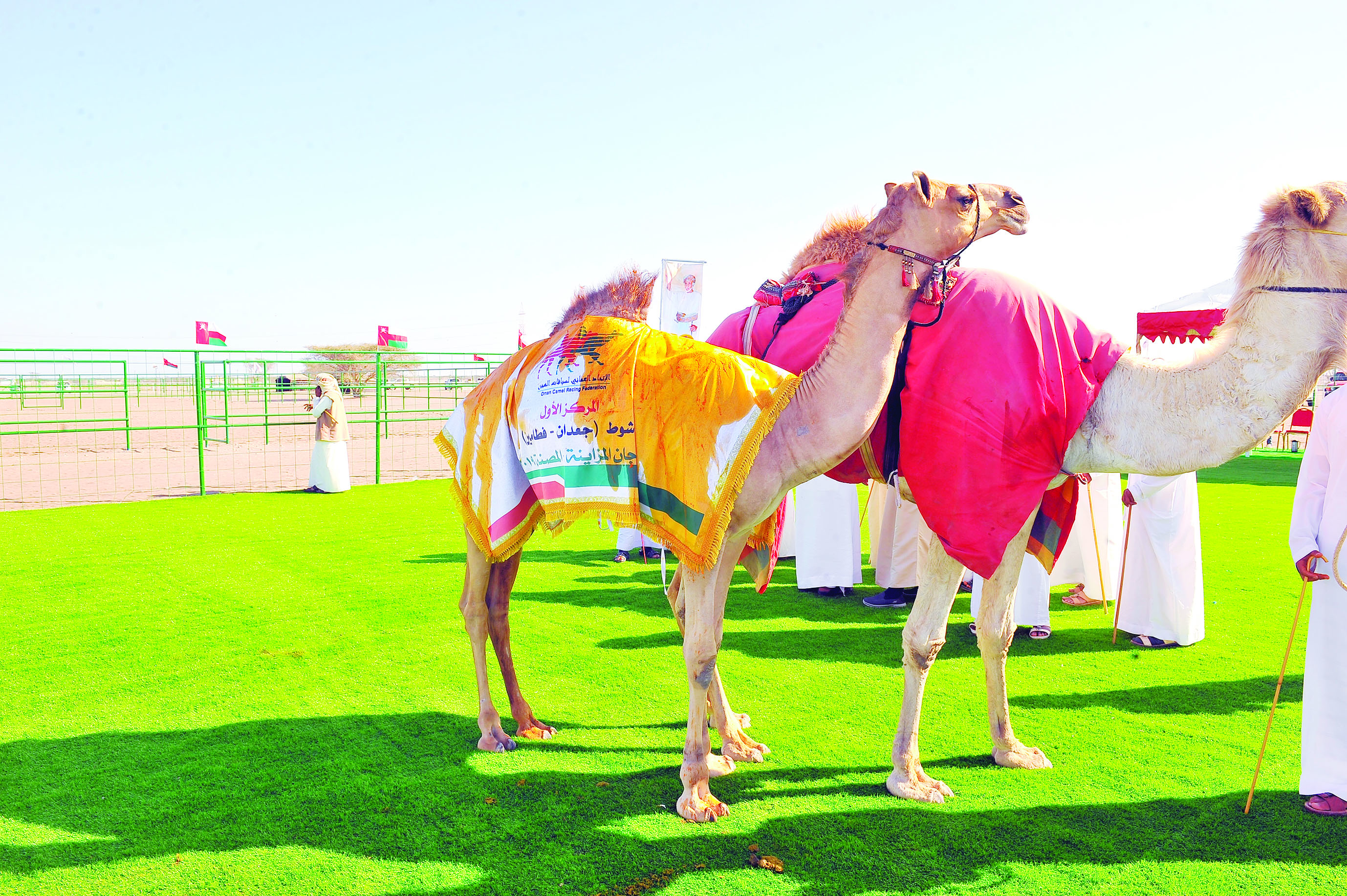 إقبال كبير من ملاك الإبل على مهرجان طوي الشاوي