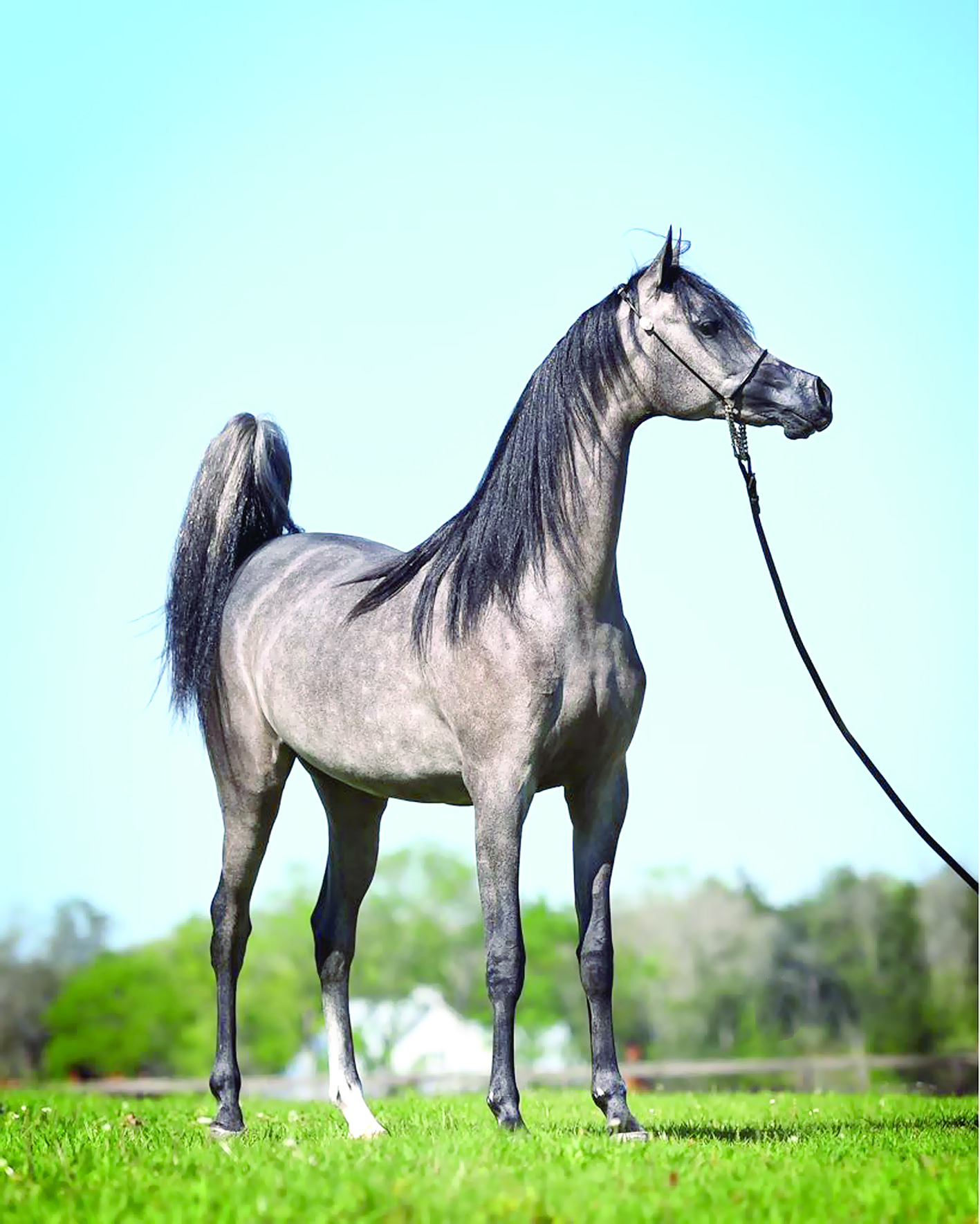 الخميس.. انطلاق منافسات بطولة عمان المحلية لجمال الخيل العربية بالرحبة