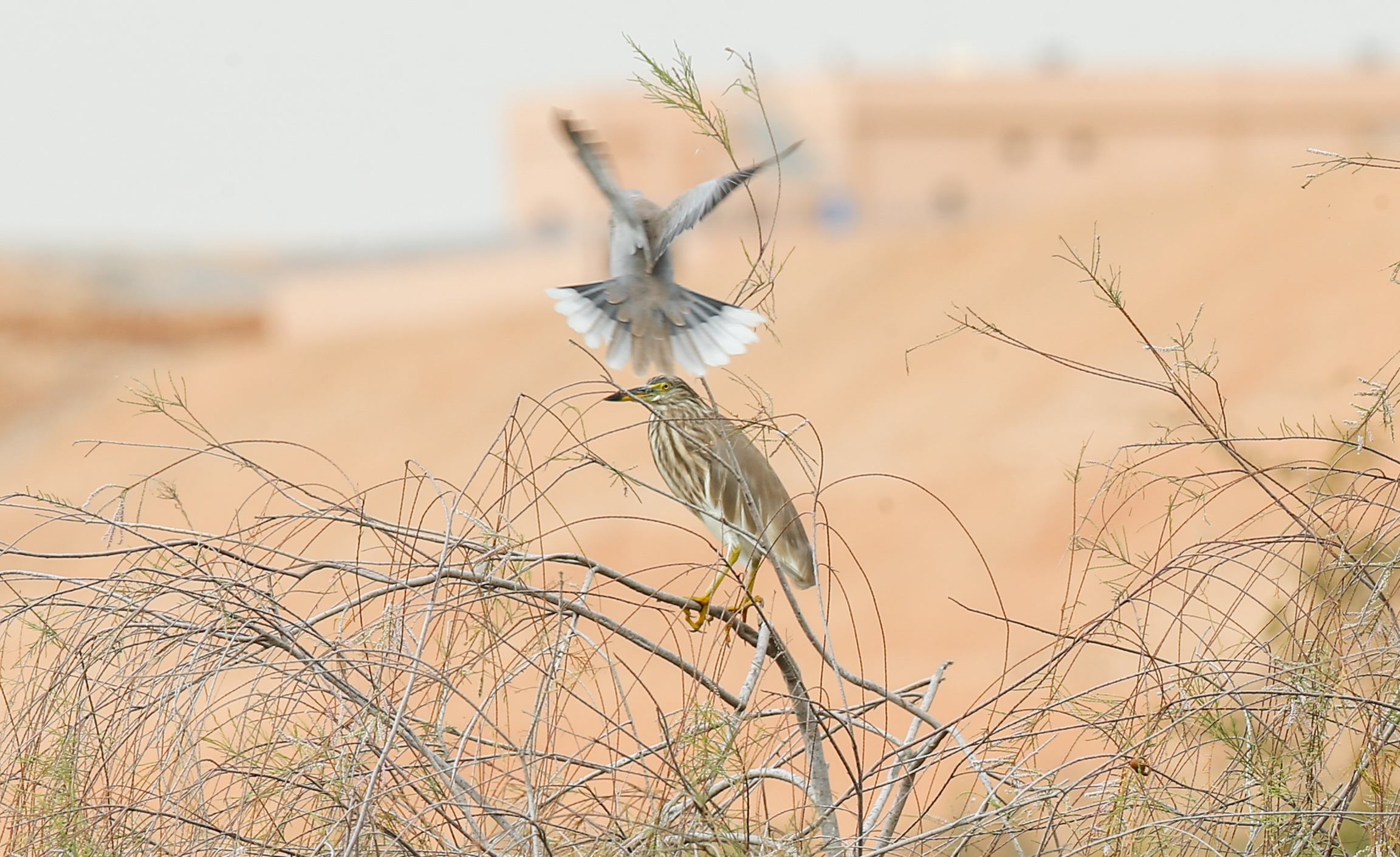 Al Ansab Wetlands: A must visit place for nature lovers and birdwatchers