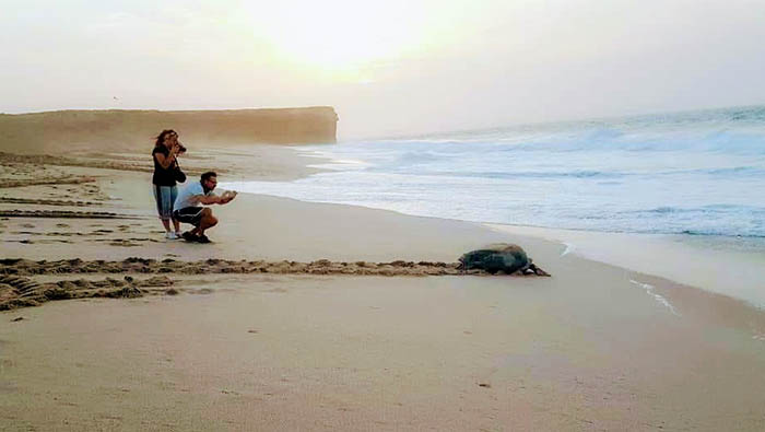 Over 48,000 visited Ras Al Jinz turtle reserve in 2018