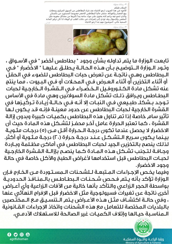 متداول: بطاطس خضراء في الأسواق.. و"الزراعة" توضح