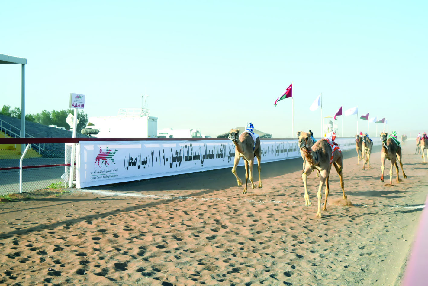 ينظمه الاتحاد العماني لسباقات الهجن انطلاق المهرجان السنوي للهجن بصحار
