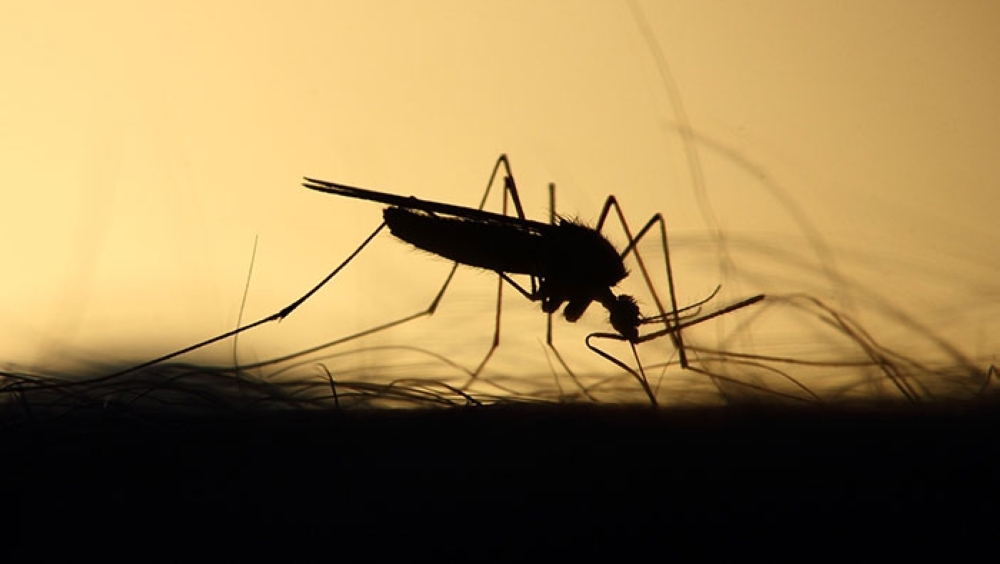 Could this be the answer to eradicating malaria?