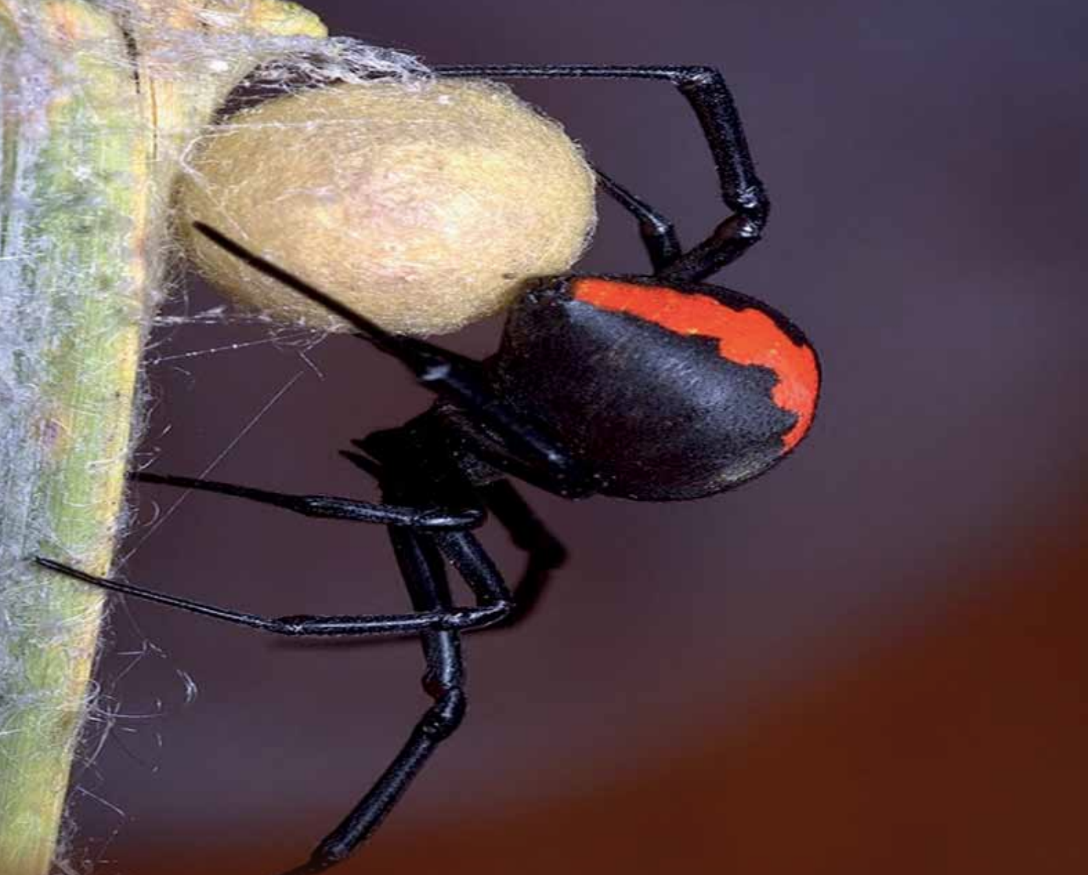 Two species of black widow spider discovered in Sultanate