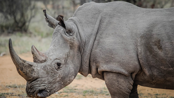 Two arrested in connection with South Africa's biggest rhino smuggling case