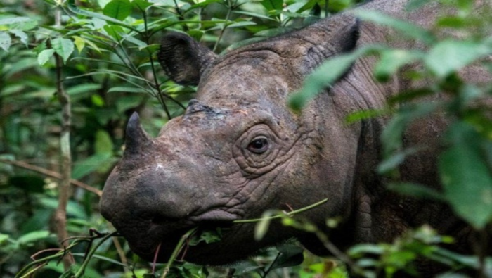 Malaysia's last Sumatran Rhino dies