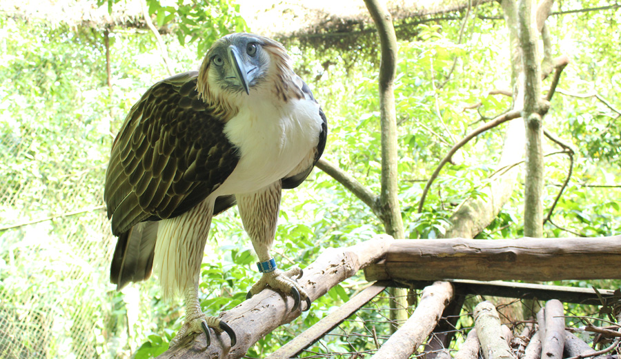 Philippines considering sending rare eagles to US to prevent extinction