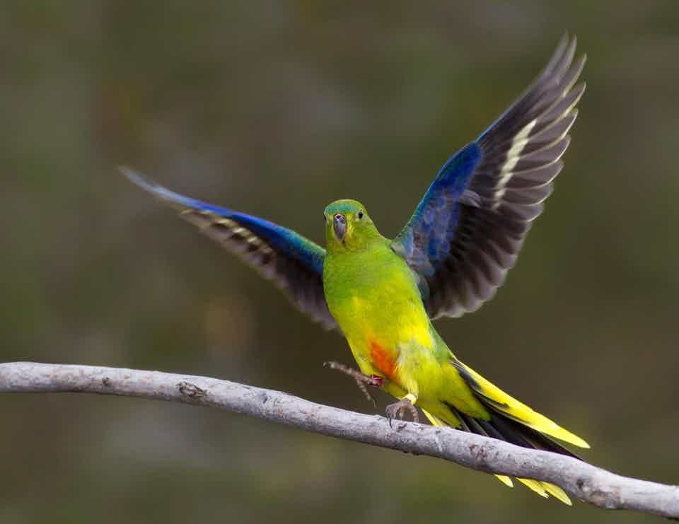 Vaccine could save critically endangered Australian bird