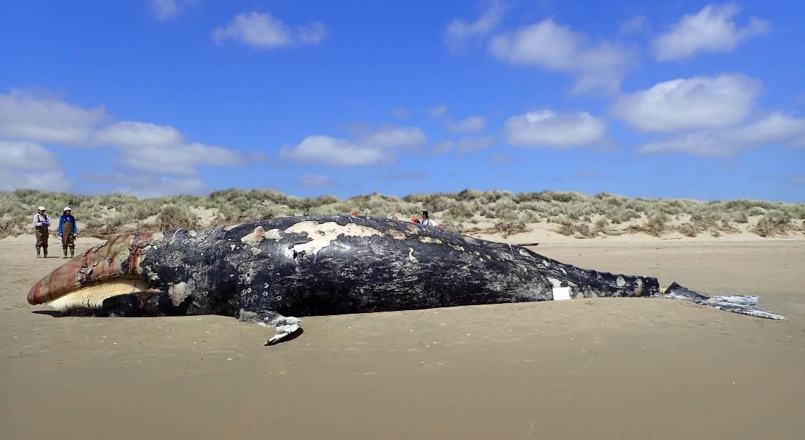 Two grey whales found dead in Alaska