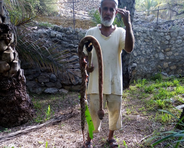 Omani citizen kills 2-metre-long snake