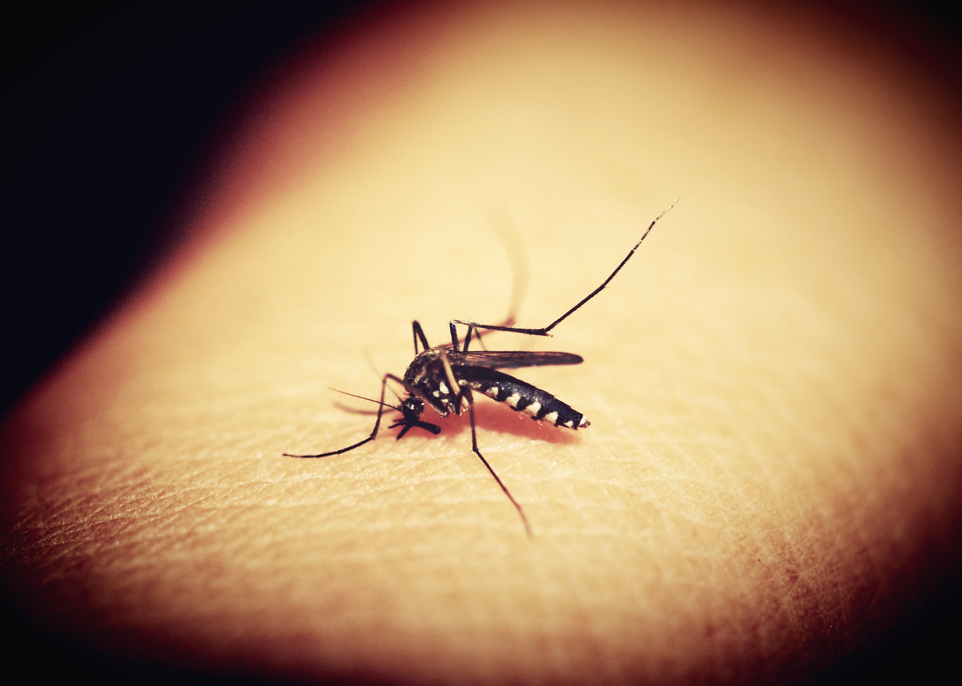 Philippines declares 'National Dengue Alert'