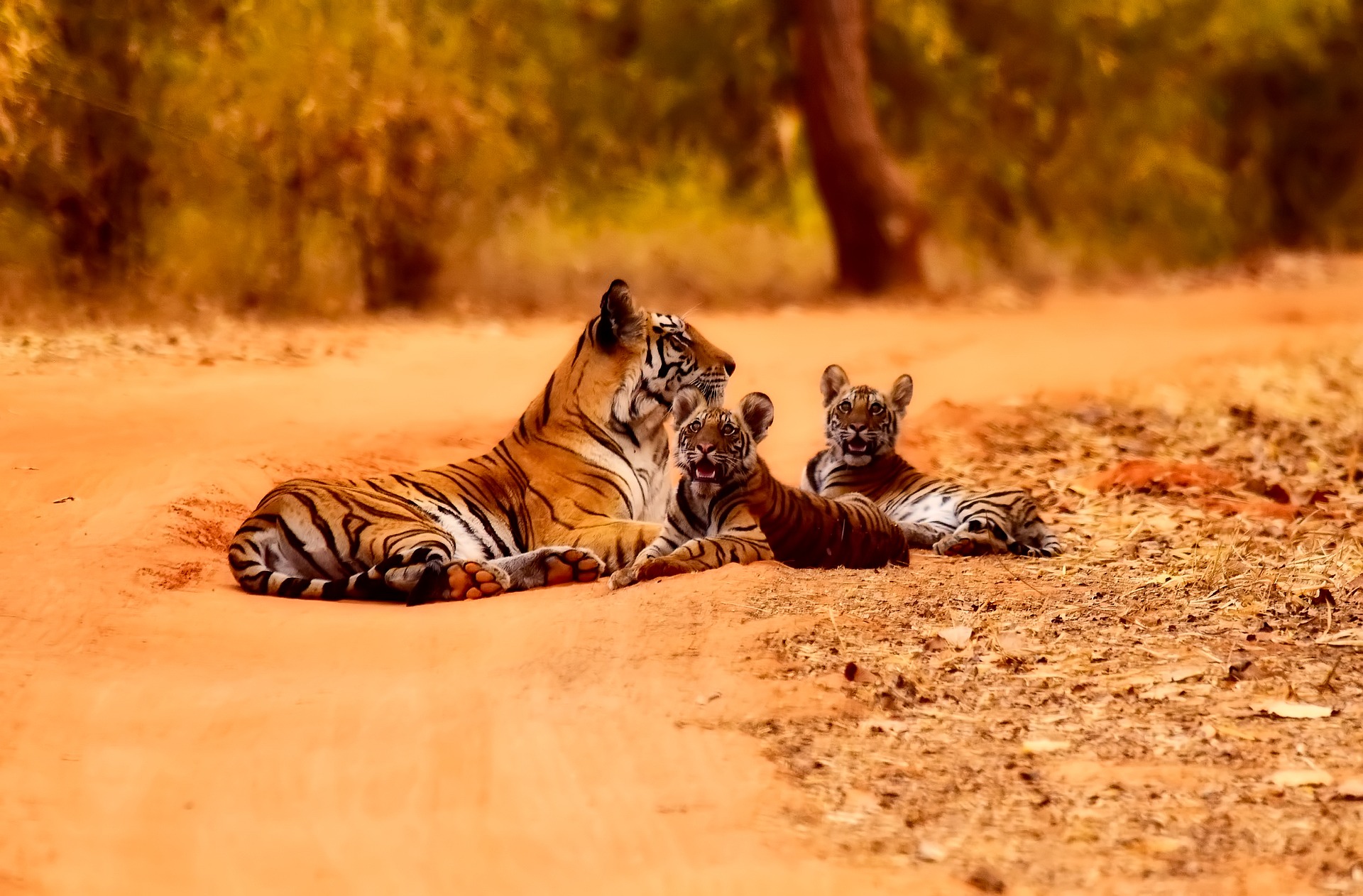 India's Tiger population rises to nearly 3,000