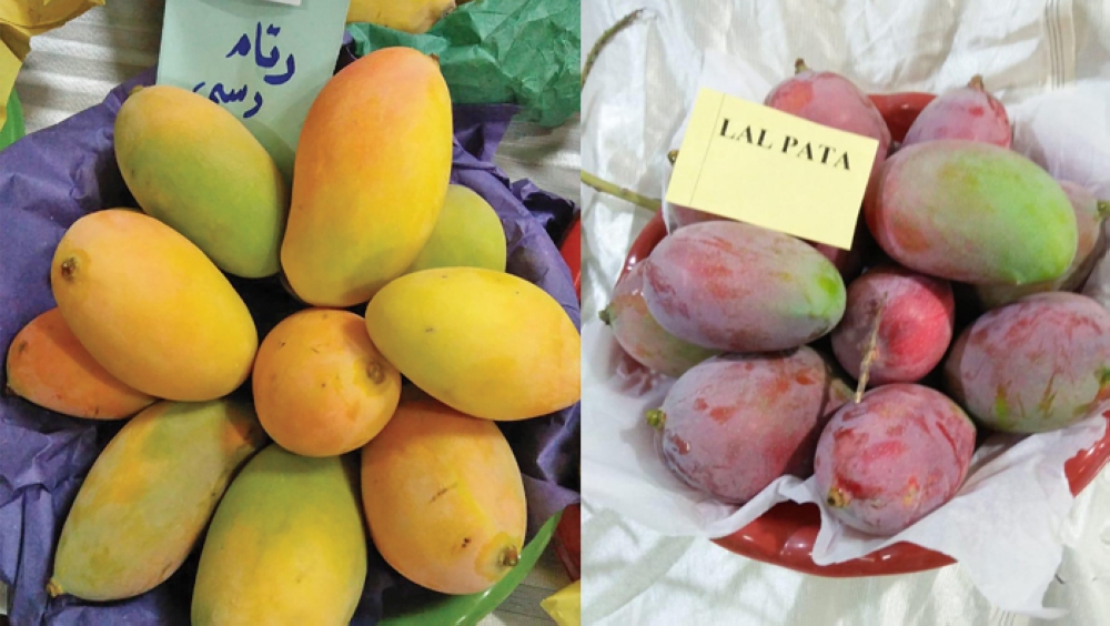 Tickle your taste buds at Pakistani mango festival