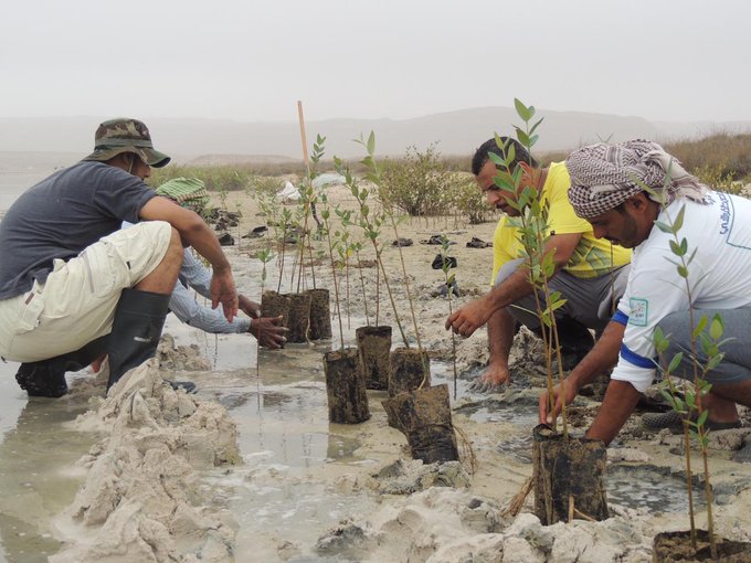 Thousand Mangrove seedlings planted in Dhofar