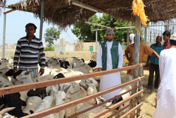 ضبط 100 رأس من الضأن في سوق صحار للمواشي