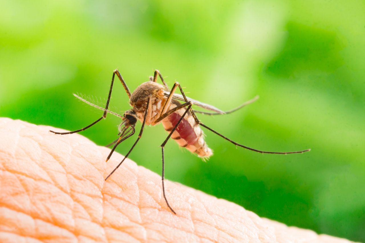 Drug resistant malaria strain strikes Southeast Asia