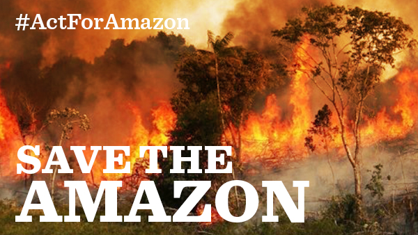 Amazon rainforest fires: How you can help