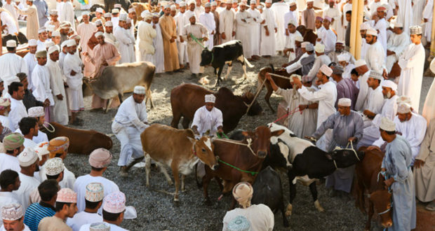 الــزراعـة: حـيـوانـات وذبـائـح عيد الأضحي المبارك متـوفـرة بالأسواق