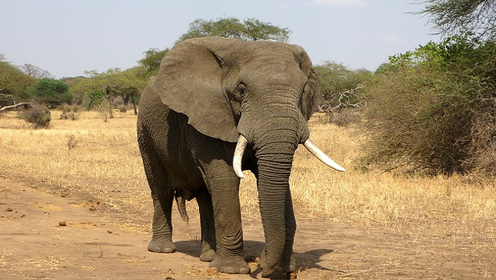 Man killed by elephant in Botswana