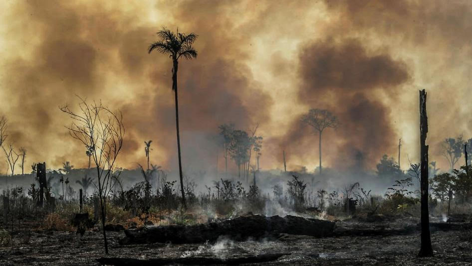 Over 300 killed in Brazil over Amazon deforestation: report