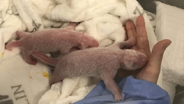 Berlin zoo's resident panda gives birth to twins