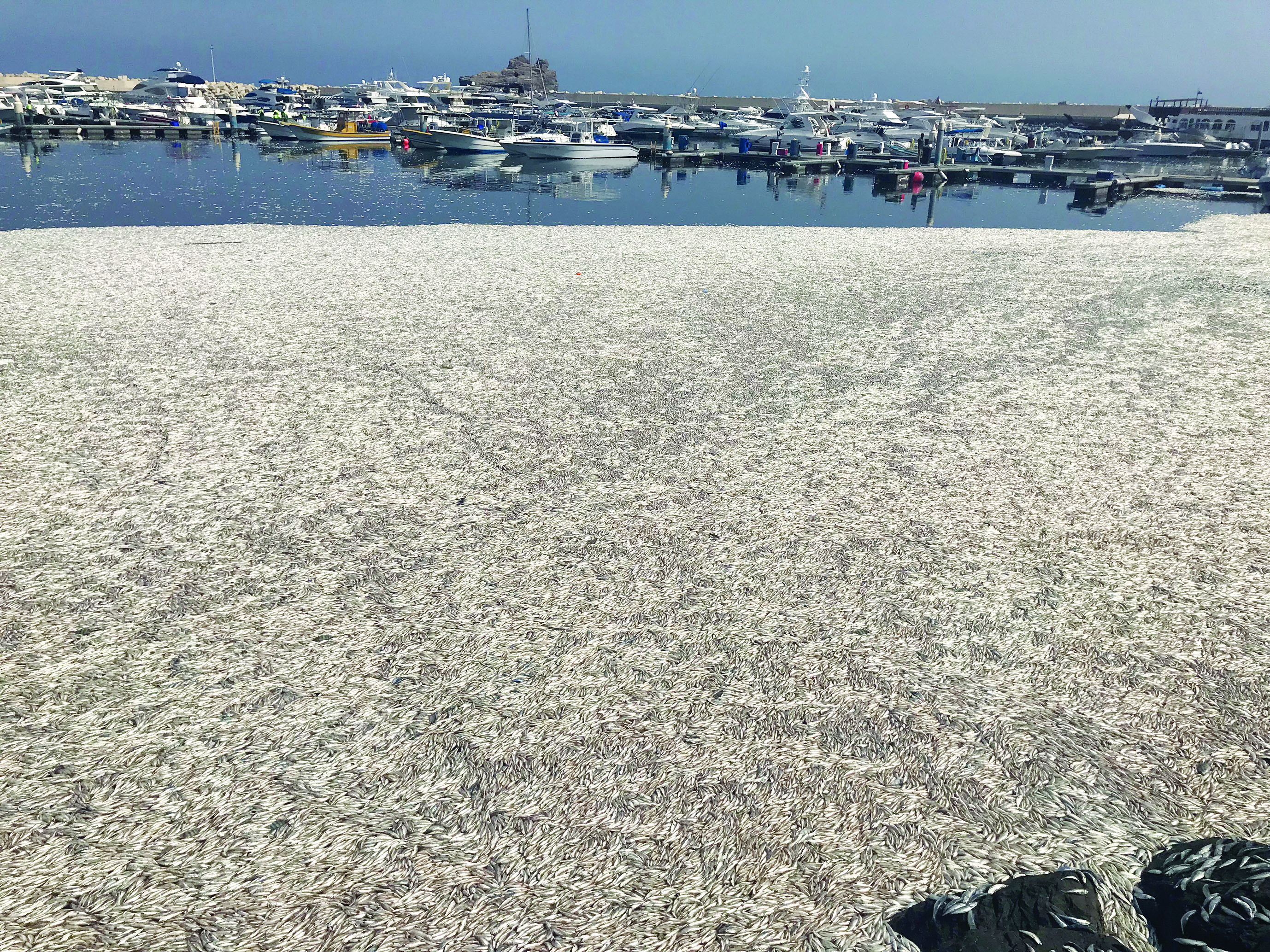 بسبب نقص الأكسجين.. "نفوق" آلاف الأسماك في مسقط
