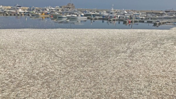 Lack of oxygen behind death of fish in Marina: Ministry