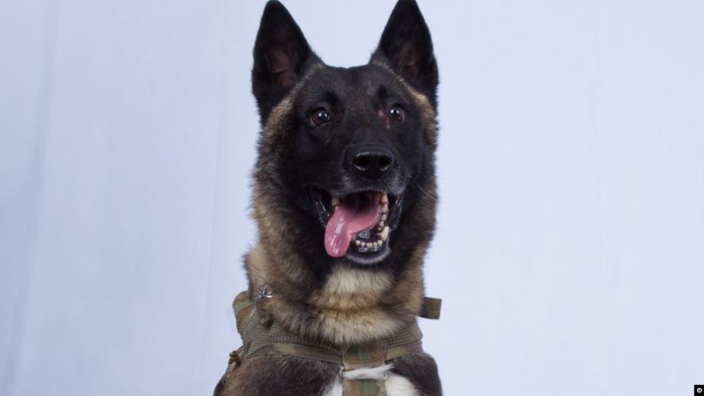 "تحمل رتبا أعلى من الجنود".. حقائق مثيرة عن كلاب تخدم بالقوات الأميركية