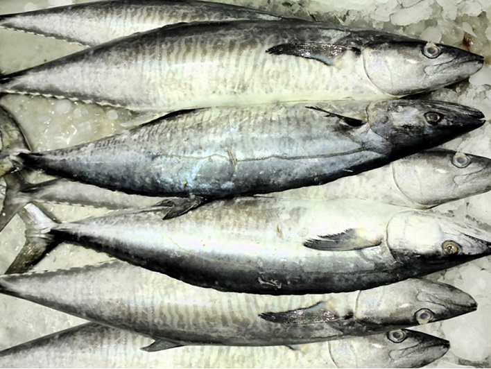 انتهاء حظر صيد أسماك "الكنعد" في سواحل السلطنة الأسبوع القادم