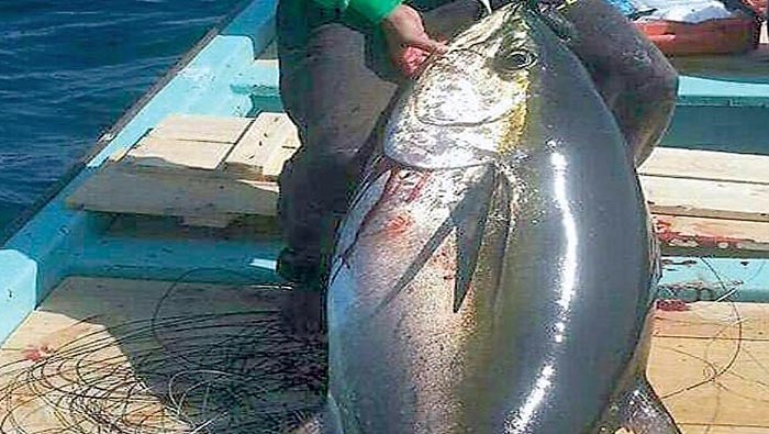 Quriyat witnesses exceptional daily landing of Yellowfin Tuna