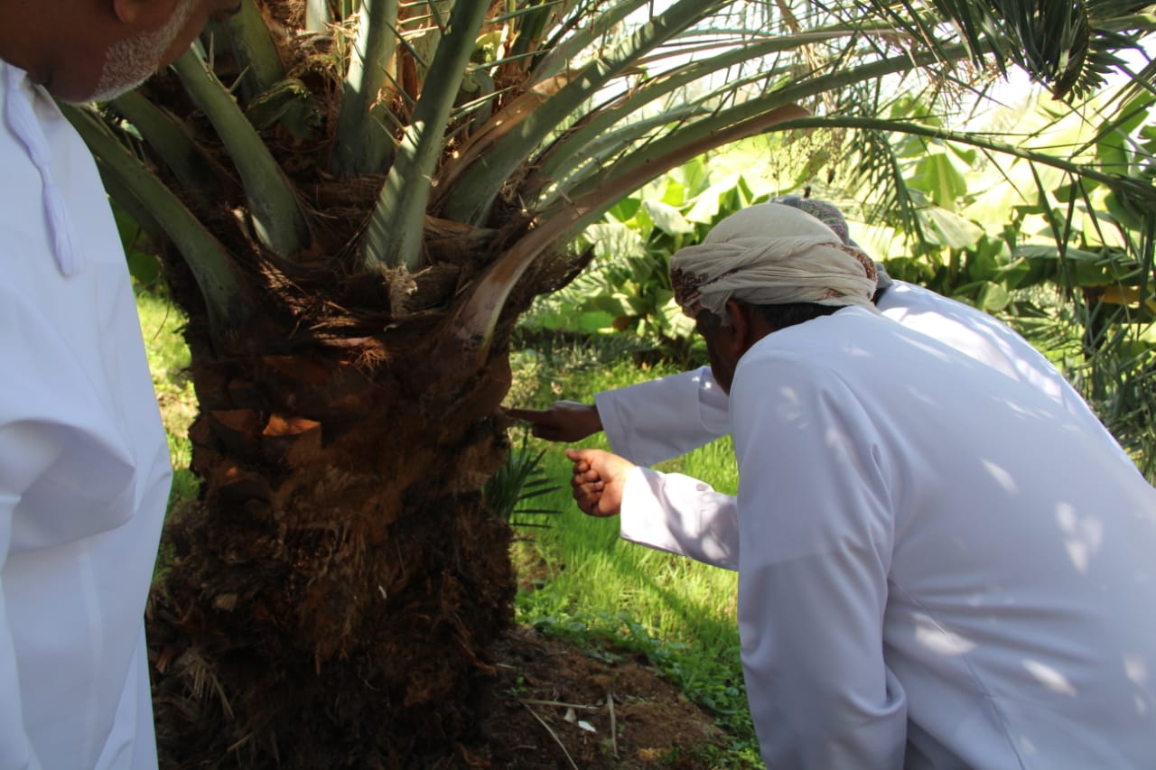 علاج أكثر من 80 إصابة بسوسة النخيل الحمراء  بولاية ينقل